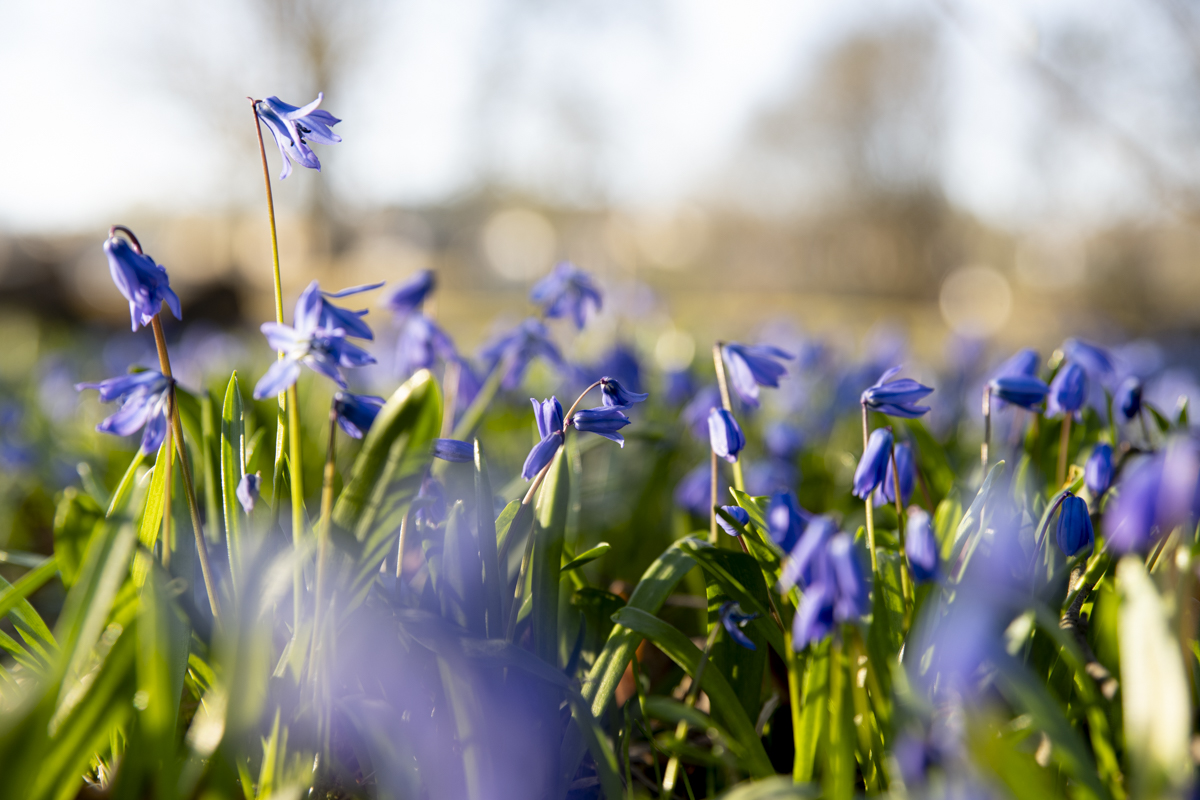 Blomster som kommer opp fra jorda