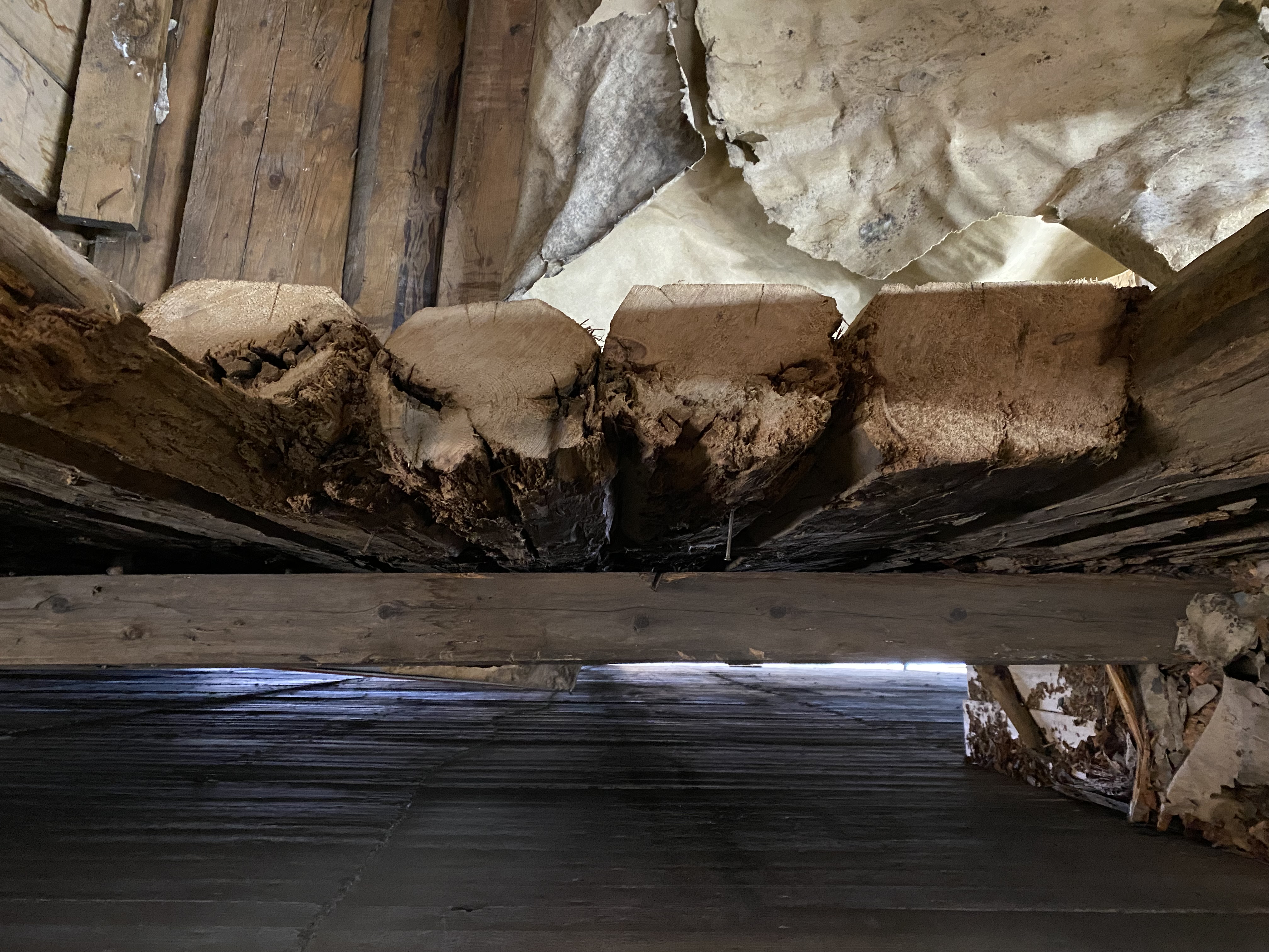 Tømmerstokker med råteskader