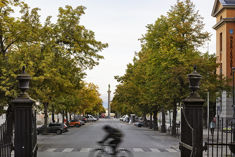 Tr&aelig;r i Munkegata
