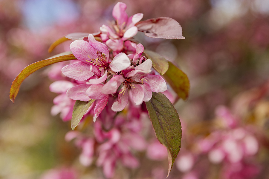 V&aring;rblomstring i Strandveien