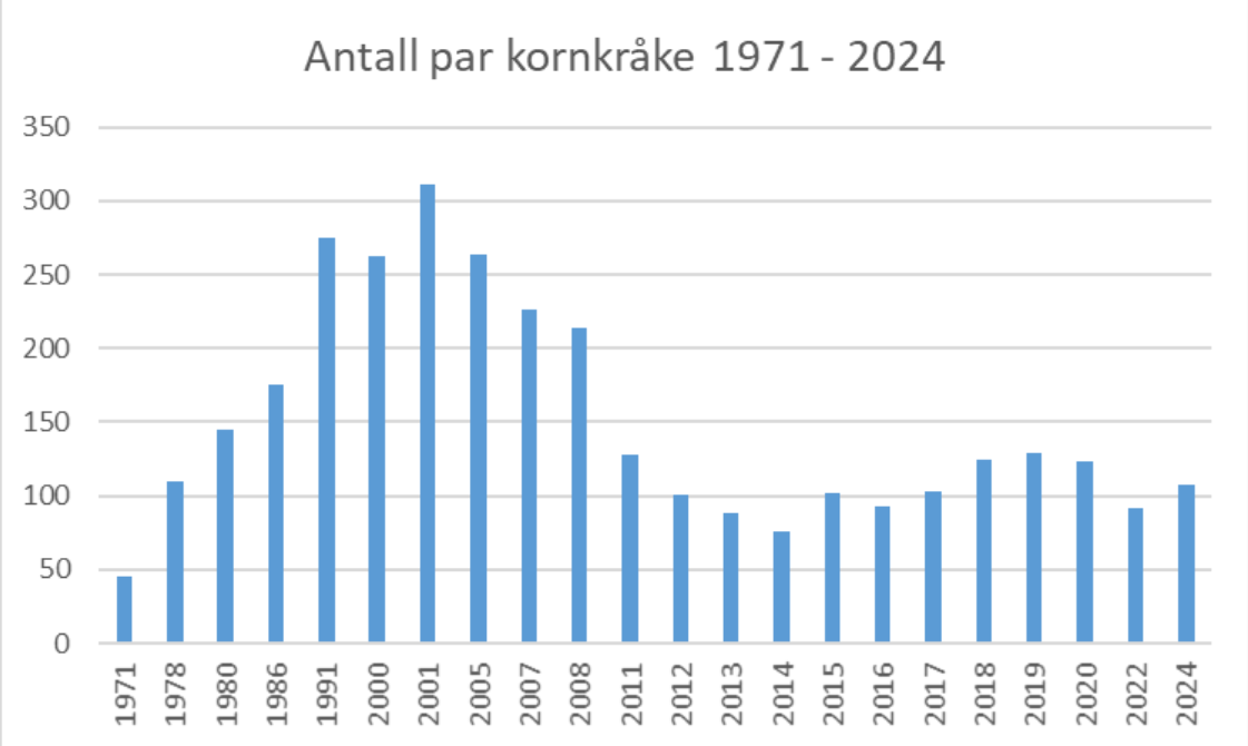 Antall hekkende kornkråkepar i Trondheim i perioden 1971-2024.