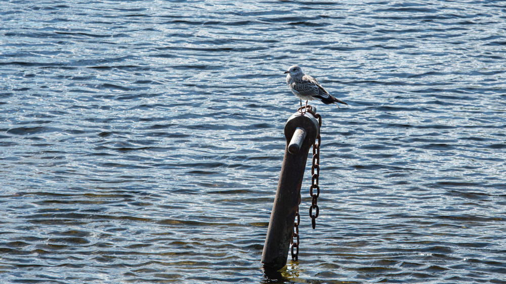 Foto av en måke sittende på en påle i Nidelva