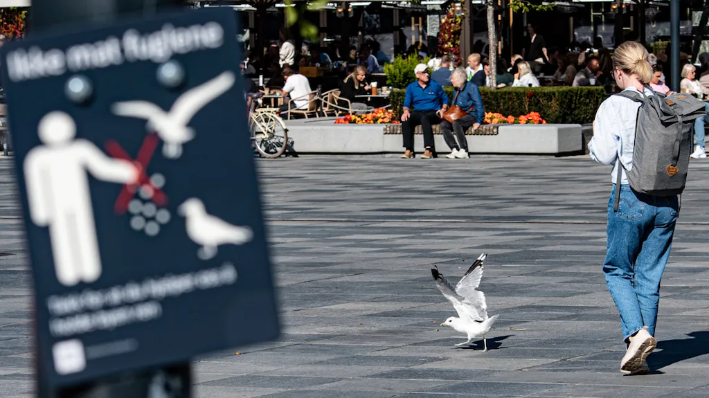 Foto av måke og folk på Torget i Trondheim