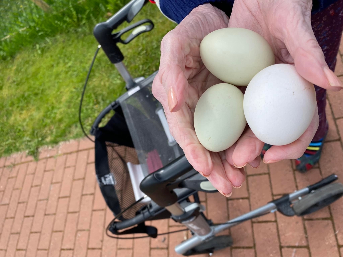 Beboer henter egg i hønsegården