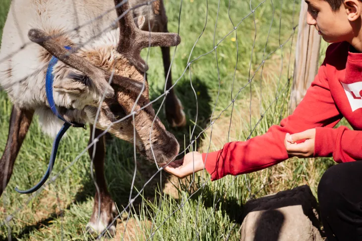 En av elevene gir mat til reinsdyret som st&aring;r i gjerdet.
