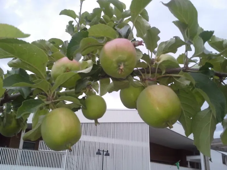 Epler på et epletre