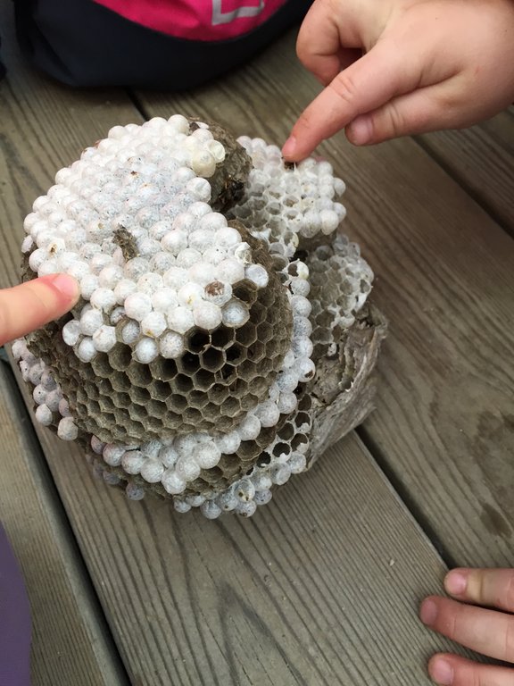 Bilde av barns hender som unders&oslash;ker et vepsebol