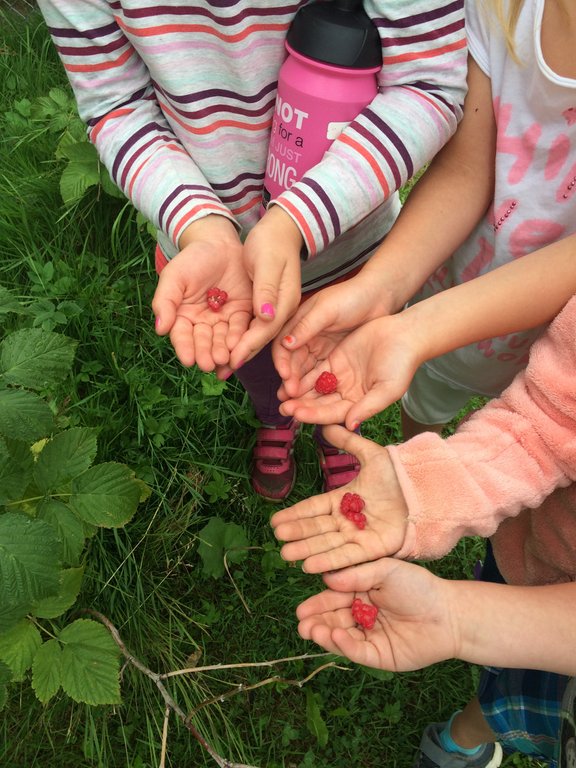 Bilde av barns hender som holder nyplukket bringeb&aelig;r