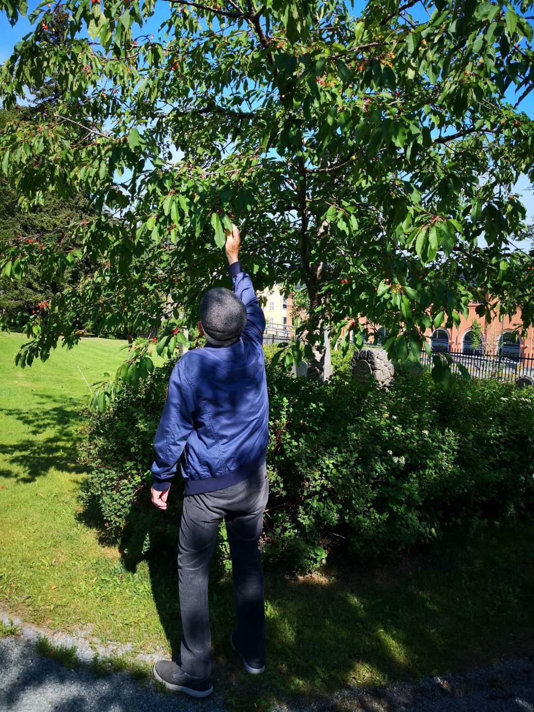 Bruker plukker kirseb&aelig;r