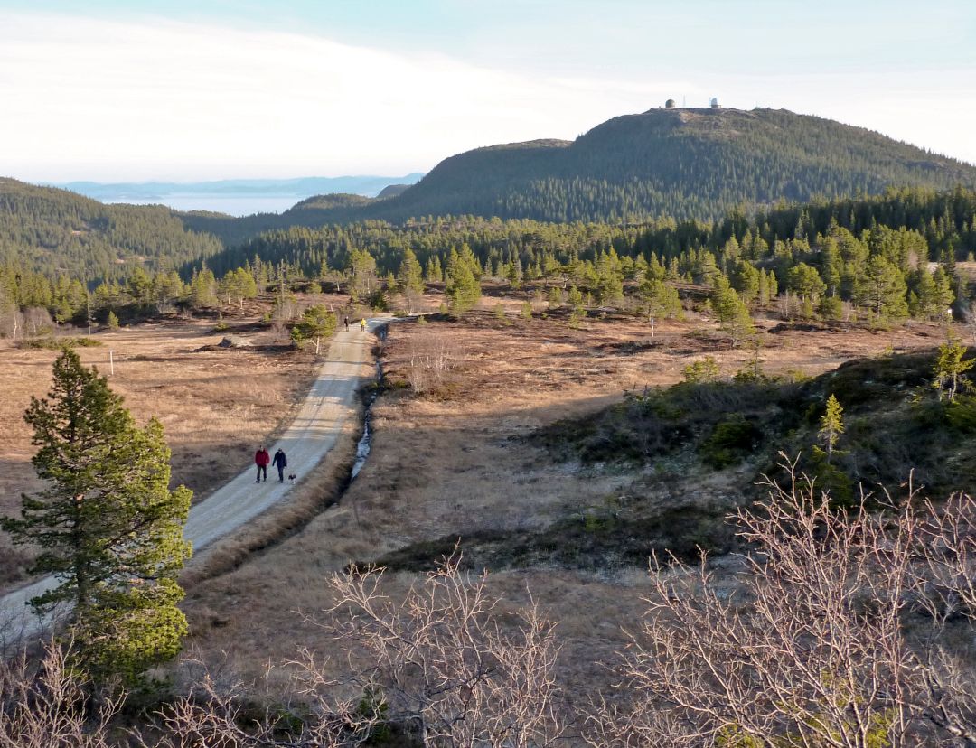 Turvei over myr, med fjellet Gråkallen i bakgrunnen