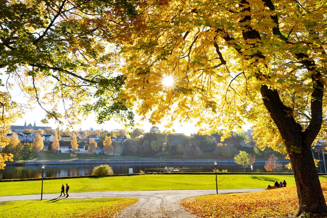 Et stort løvtre med en gressplen i bakgrunnen