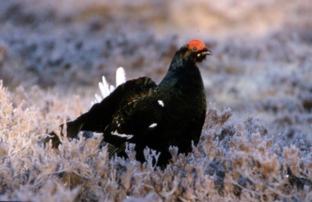 Foto av spillende orrhane