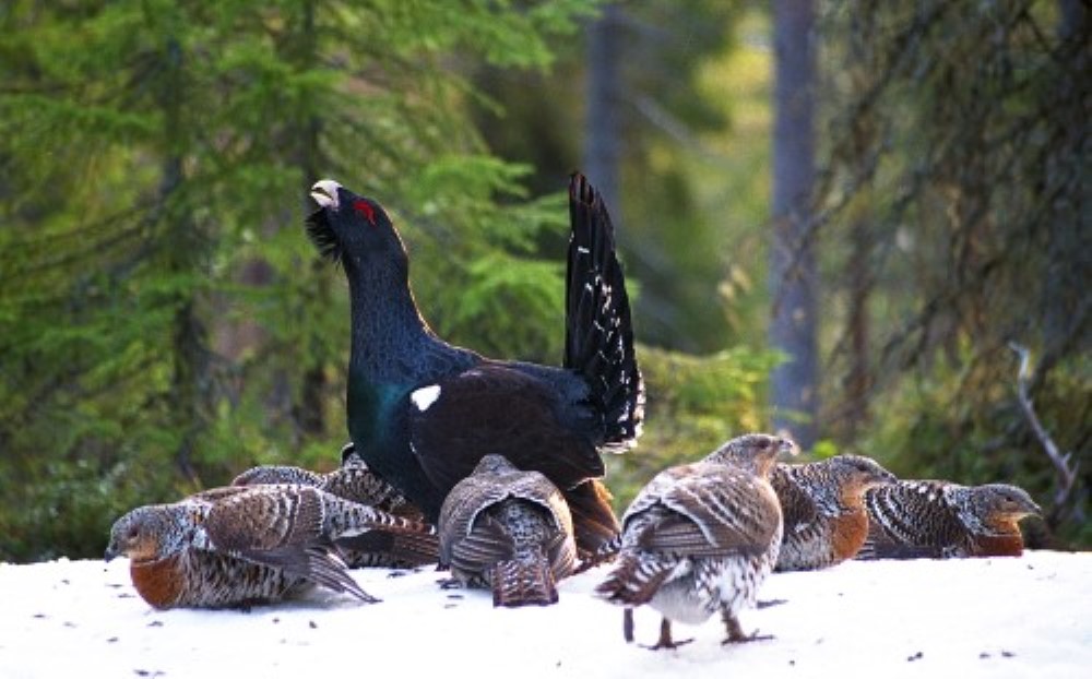 Tiurleik med tiur og r&oslash;y. Foto: Steinar Gr&oslash;nnesby