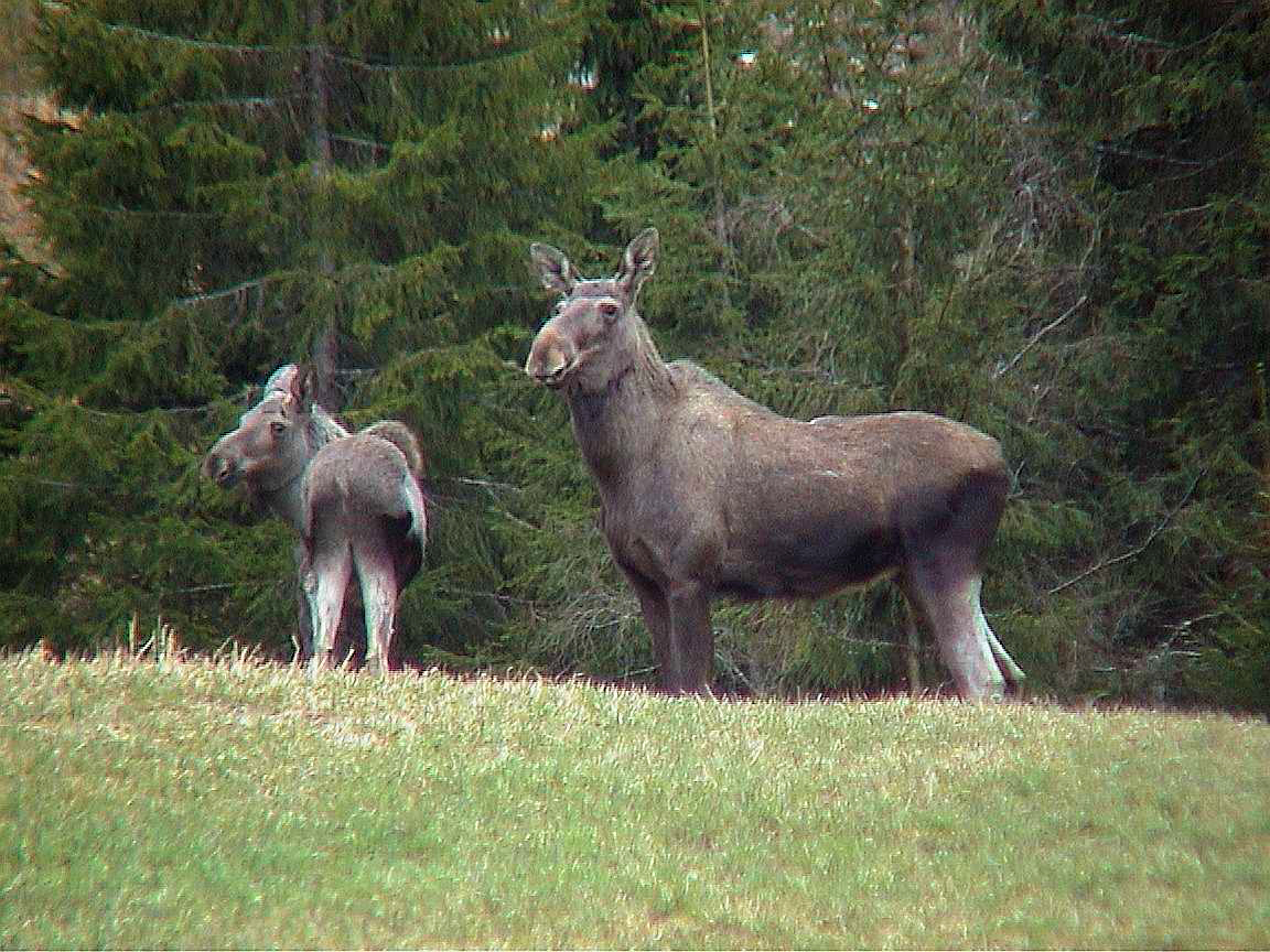 Elgku med kalv. Foto: Steinar Gr&oslash;nnesby