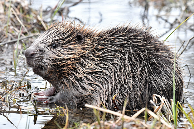 Bever p&aring; Bymarka
