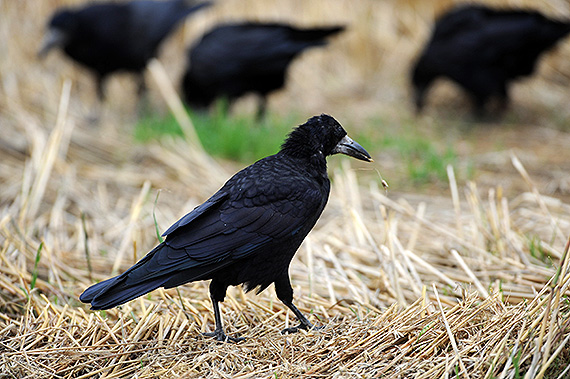Kornkr&aring;ker. Foto: Einar Kongshaug