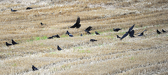 Kornkr&aring;ker Foto: Einar Kongshaug