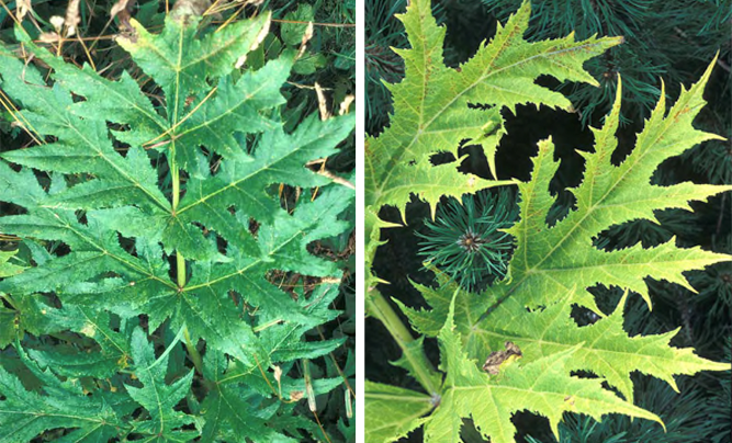 Troms&oslash;palme og kjempebj&oslash;rnekjeks