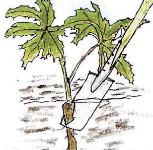 Rotstikking. Tegning: Vestsj&aelig;llands Amt 