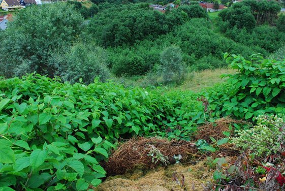 Parkslirekne i natur