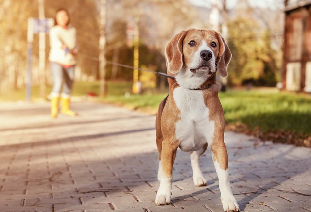Hund  i b&aring;nd. Foto: Soloviova Liudmyla / Shutterstock