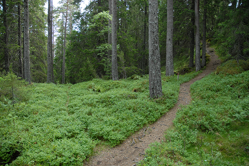 Skogsti
