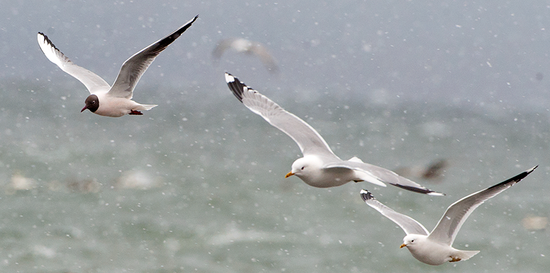 Hettem&aring;ke og fiskem&aring;ke