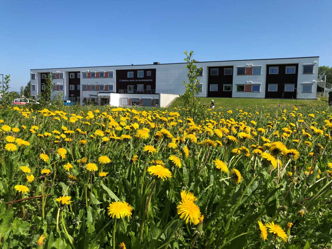 Blomster utenfor Dragvoll HVS