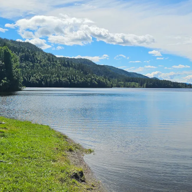 Innsjø med skog rundt