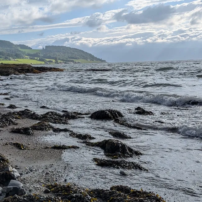 Strand med tang og bølger ved fjorden