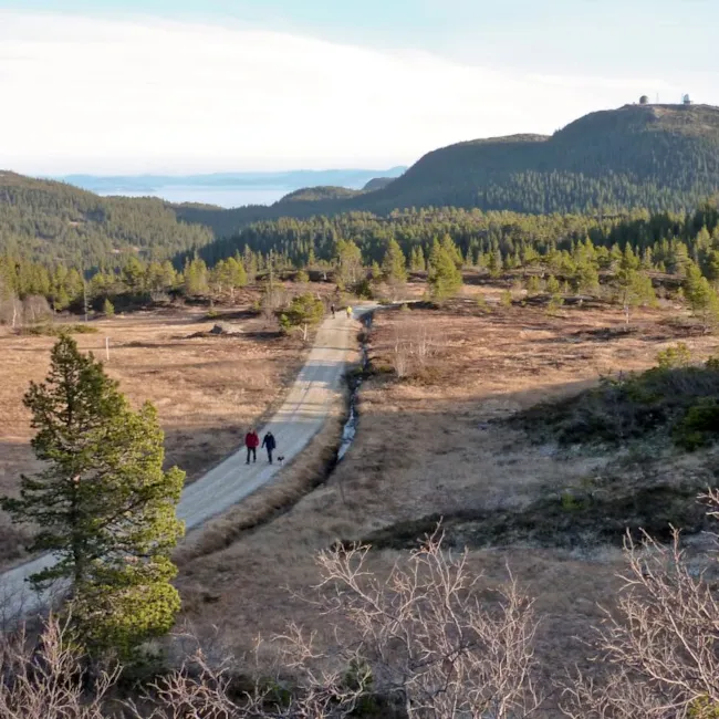 Turvei over myr, med fjellet Gråkallen i bakgrunnen