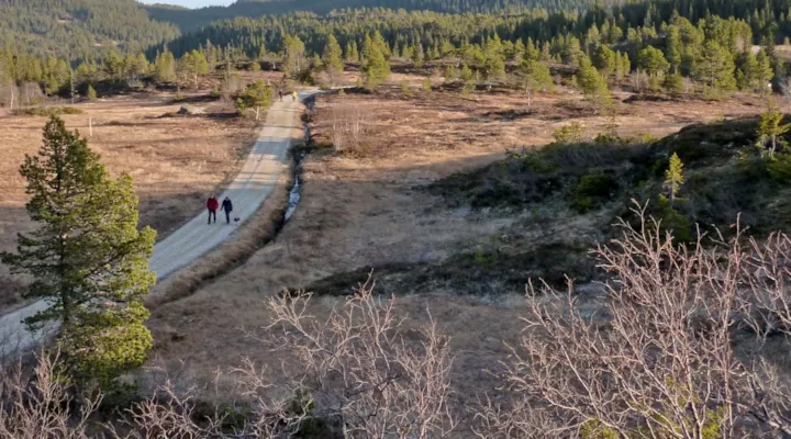 Turvei over myr, med fjellet Gråkallen i bakgrunnen