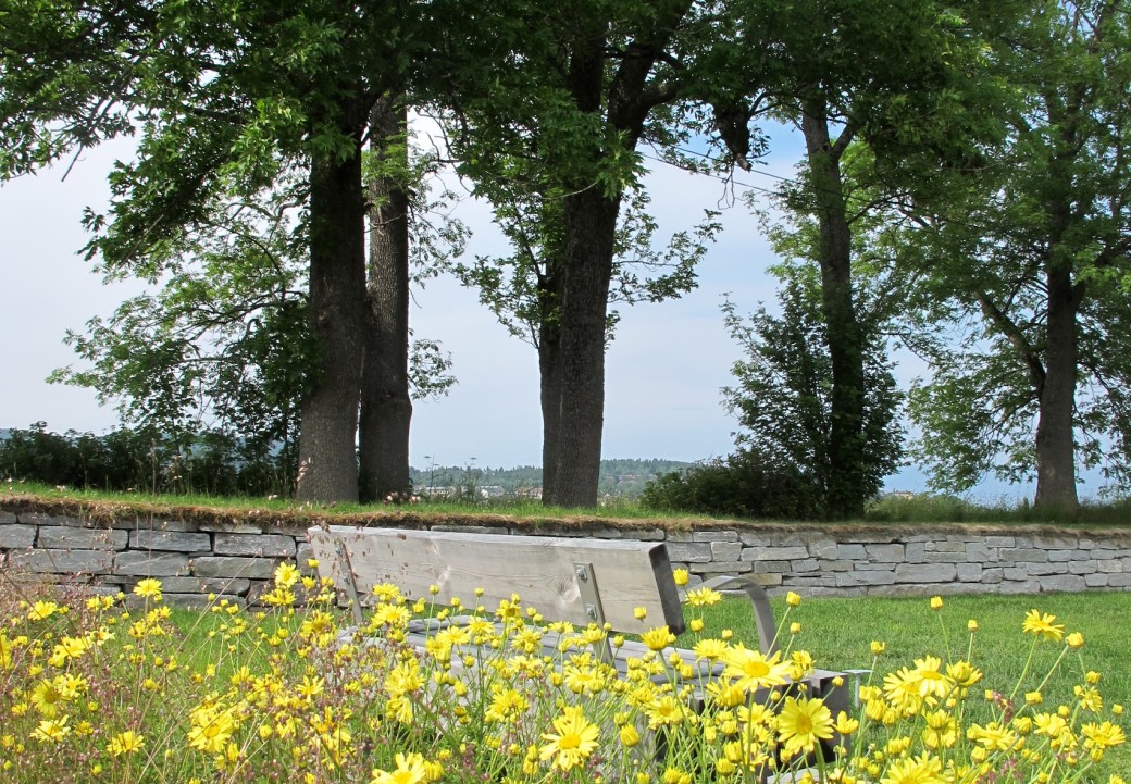 En benk foran store trær