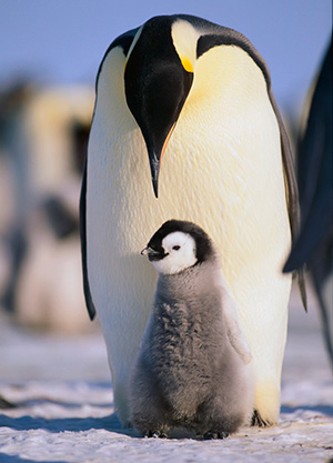 Pingvin med pingvinbarn