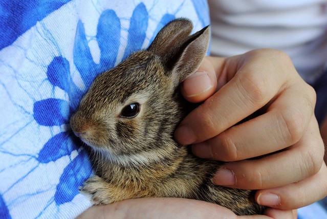 Kanin som holdes trygt - Foto Incygneia - pixabay