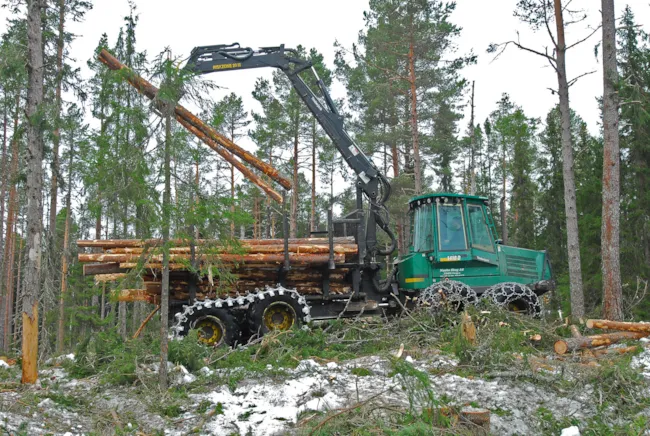 Skogsdrift i Bymarka. Et bilde av en stor traktor som holder opp hogde tømmerstokker i skogen.