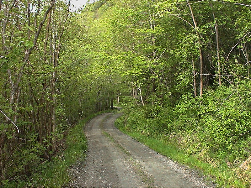 Grusvei i skogen, Apoteket Naturreservat.