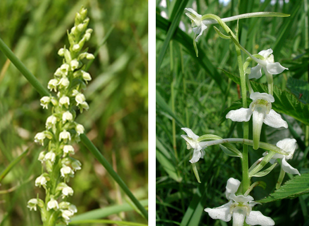Til venstre Orkideen hvitkurle og til høyre grov nattfiol