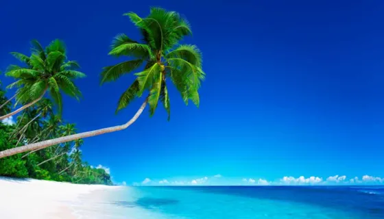 Illustrasjonsbilde av strand med palme